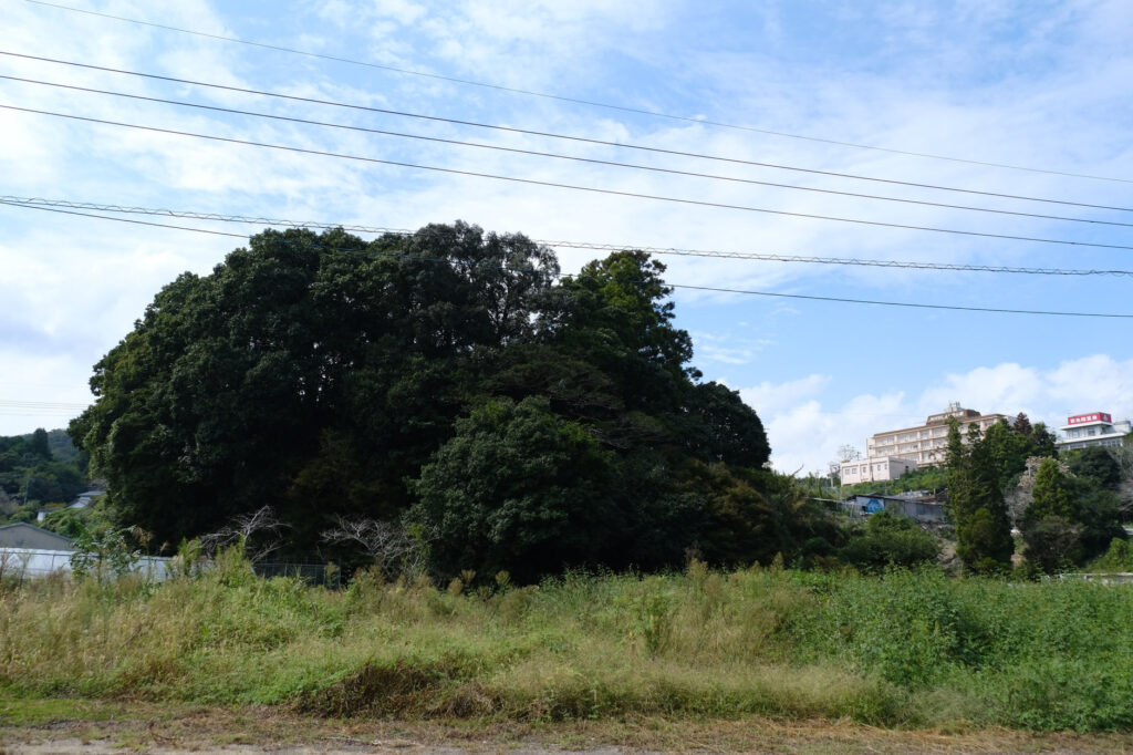 下市磨崖仏　鎮守の森