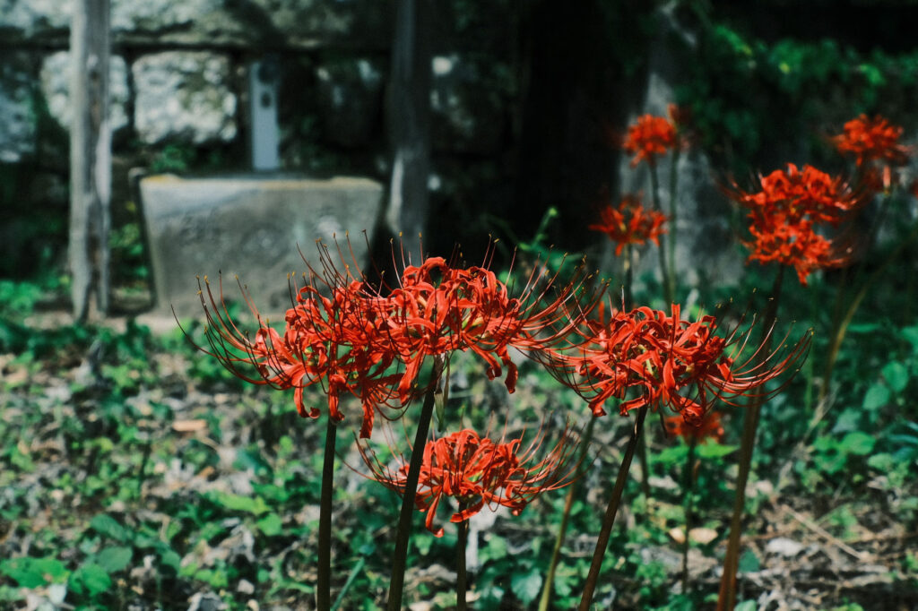 下市磨崖仏と彼岸花