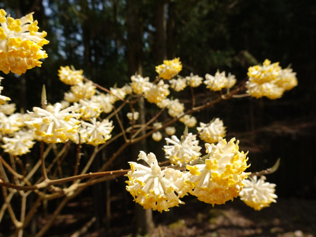 初めて登った山は求菩提山-豊前市 (5)