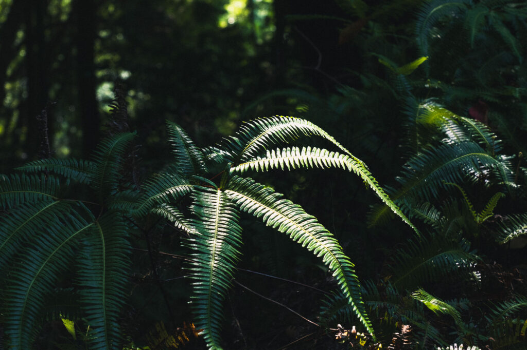 応利山-報恩寺-豊後高田市-国東半島-シダ植物
