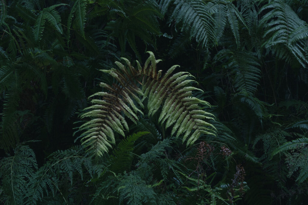 応利山-報恩寺-豊後高田市-国東半島-植物