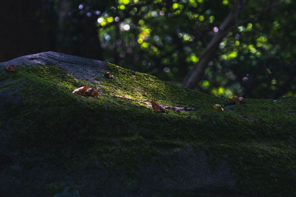 応利山-報恩寺-豊後高田市-国東半島-苔