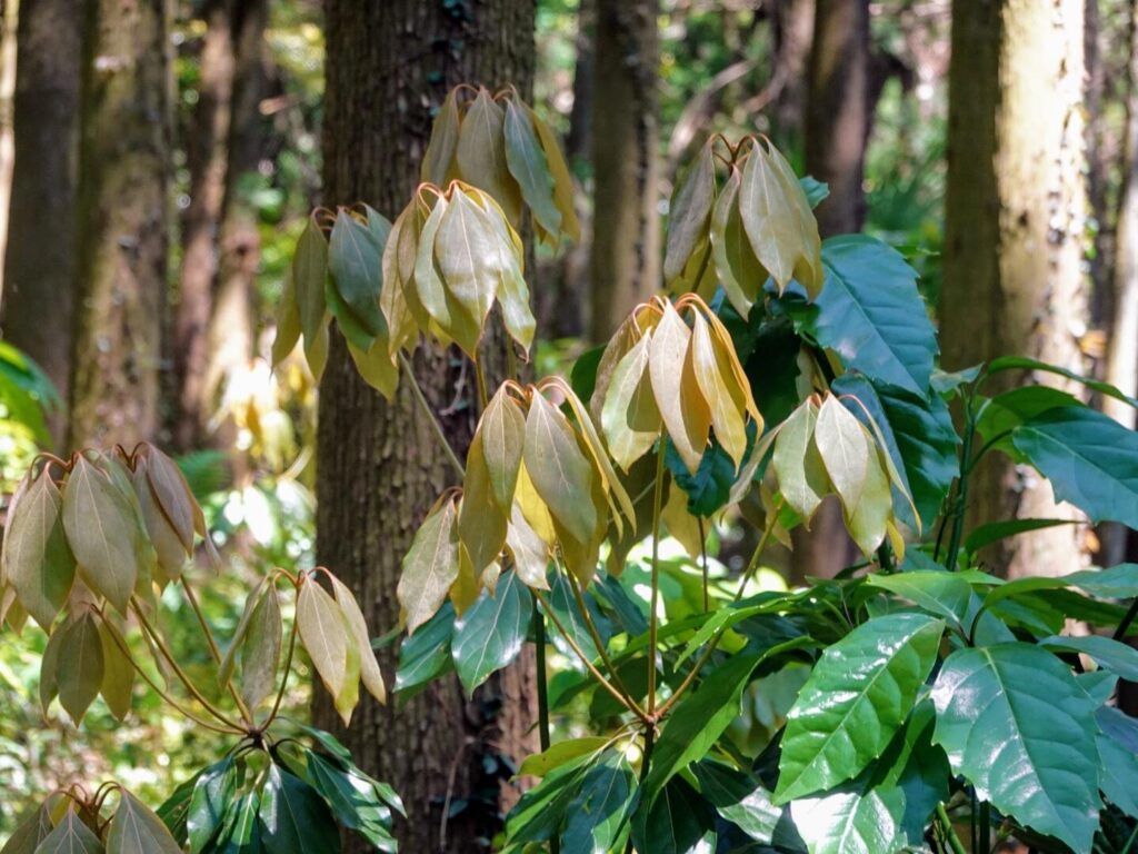 市瀬登山口(北九州市八幡西区)から鷹見神社奥宮参拝コースで権現山へ