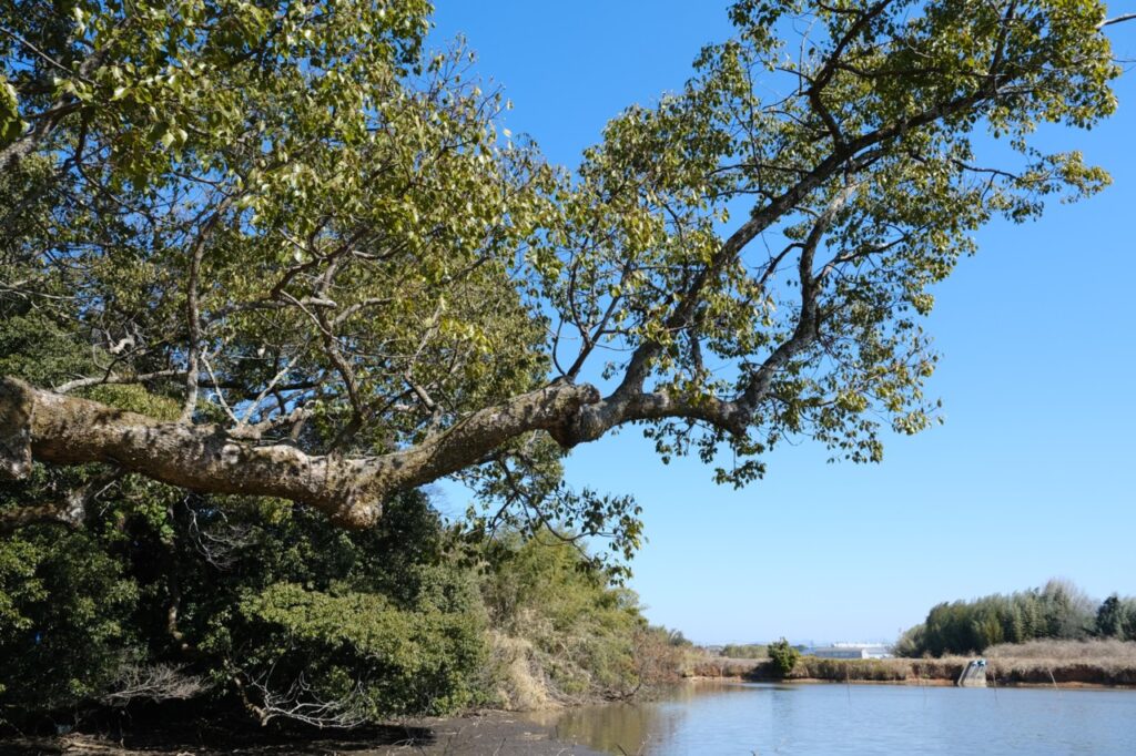 【大分県中津市】菅原道真が太宰府の前に過ごした場所。千年の歴史を持つ「犬丸天満宮」へ