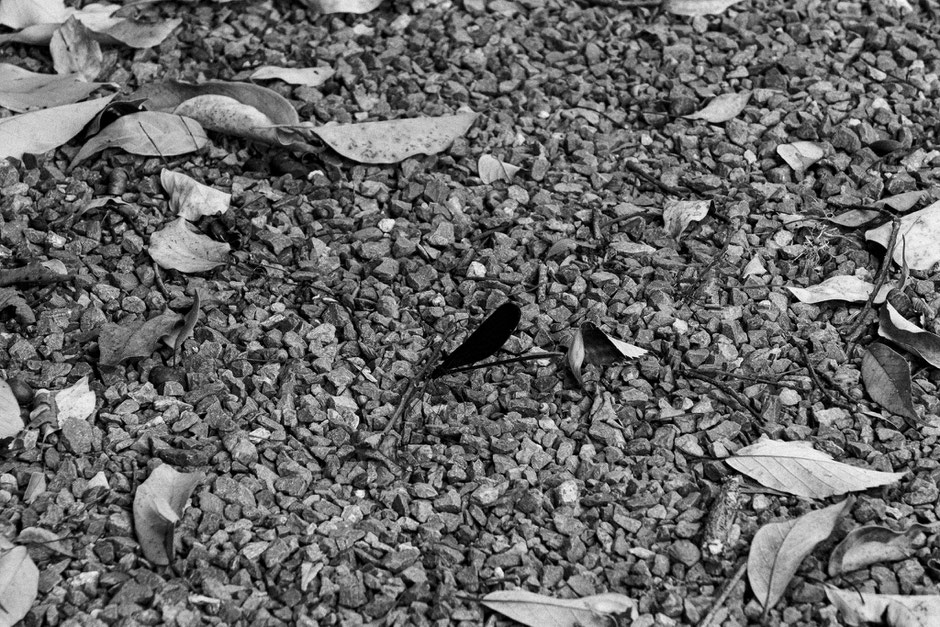 2024年8月19日|上毛町|八坂神社|牛頭天王公園|撮影記録