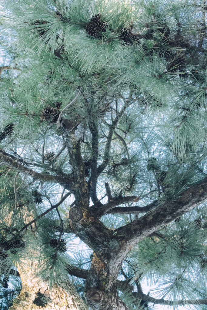 中津市 闇無浜神社 蛎瀬神楽奉納へ|フォトライターの歴史カメラ散歩