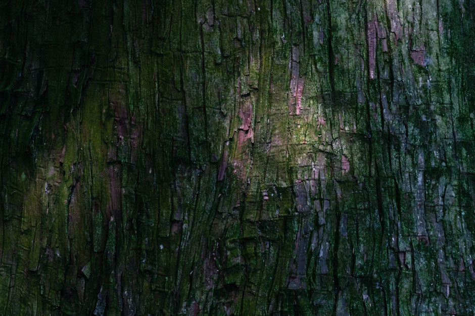 2024年8月8日(木)/国東半島/国東市/両子寺 撮影記録