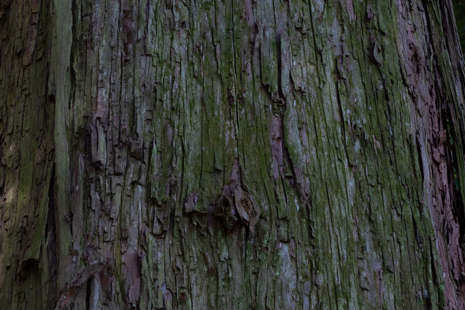 2024年8月8日(木)/国東半島/国東市/両子寺 撮影記録