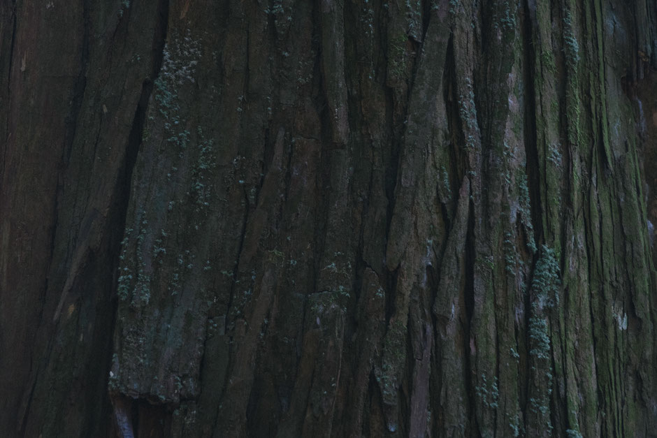 2024年8月8日(木)/国東半島/国東市/両子寺 撮影記録