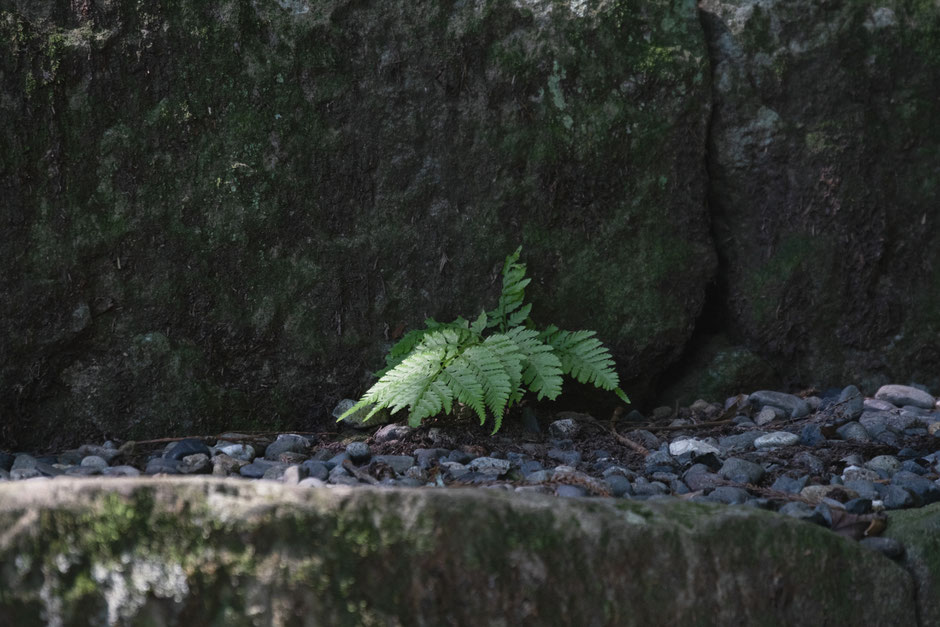 2024年8月8日(木)/国東半島/国東市/両子寺 撮影記録