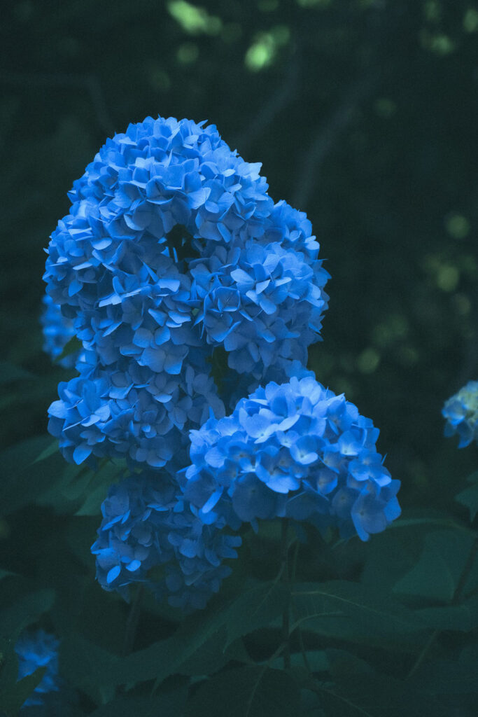 天念寺エリアの花・アジサイ（6月）