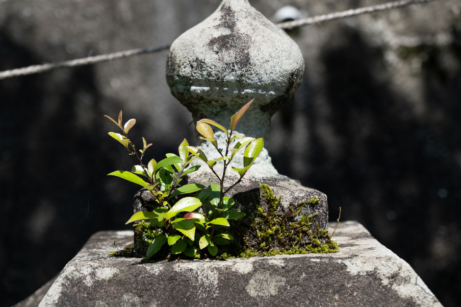【宇佐市安心院町】里の駅近くの貴船神社(戸方)