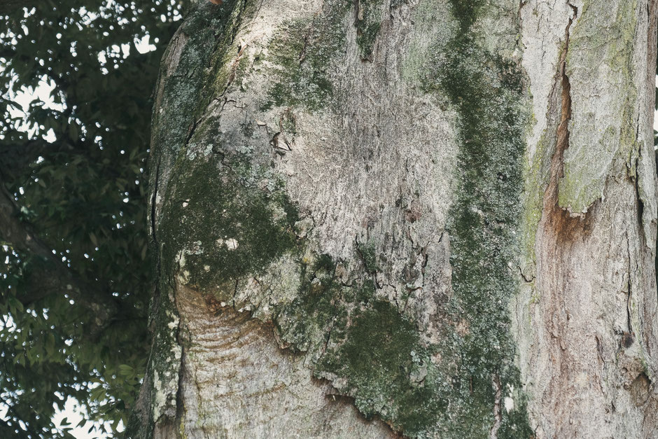 2024年8月23日｜小原正八幡宮｜築上町｜撮影記録