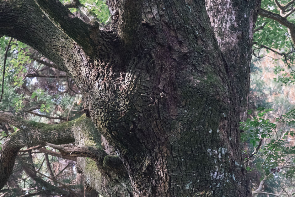 心と体が整う鎮守の杜歩き 妻垣神社(宇佐市)