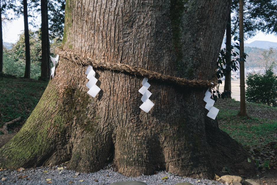 心と体が整う鎮守の杜歩き 妻垣神社(宇佐市)御神木