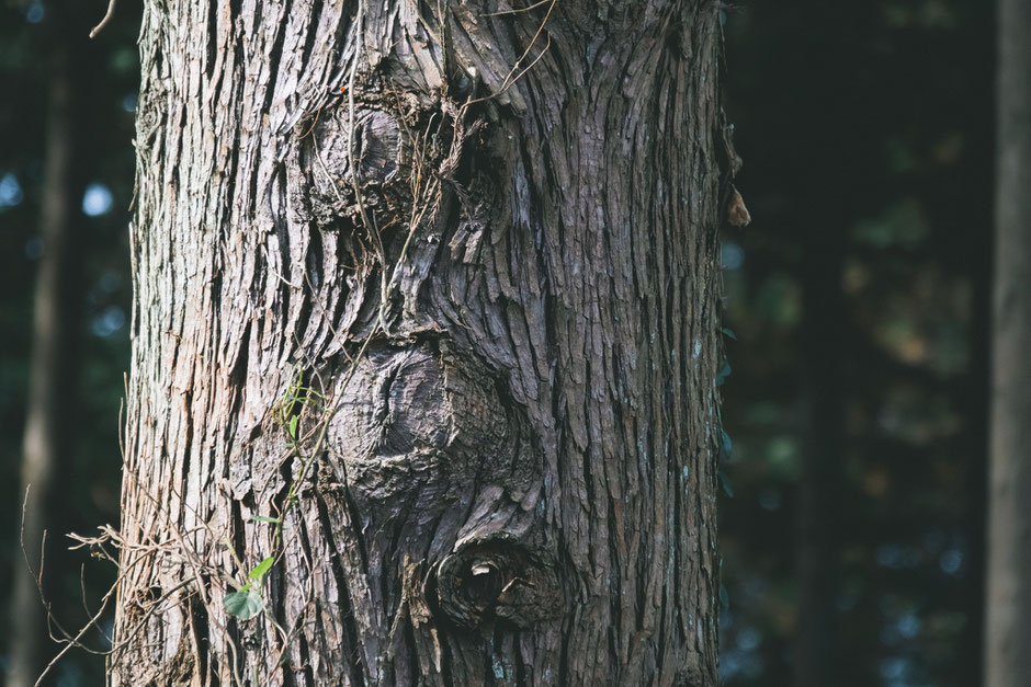 心と体が整う鎮守の杜歩き 妻垣神社(宇佐市)