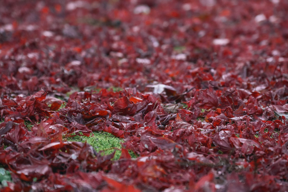 心と体が整う鎮守の杜歩き 妻垣神社(宇佐市)紅葉