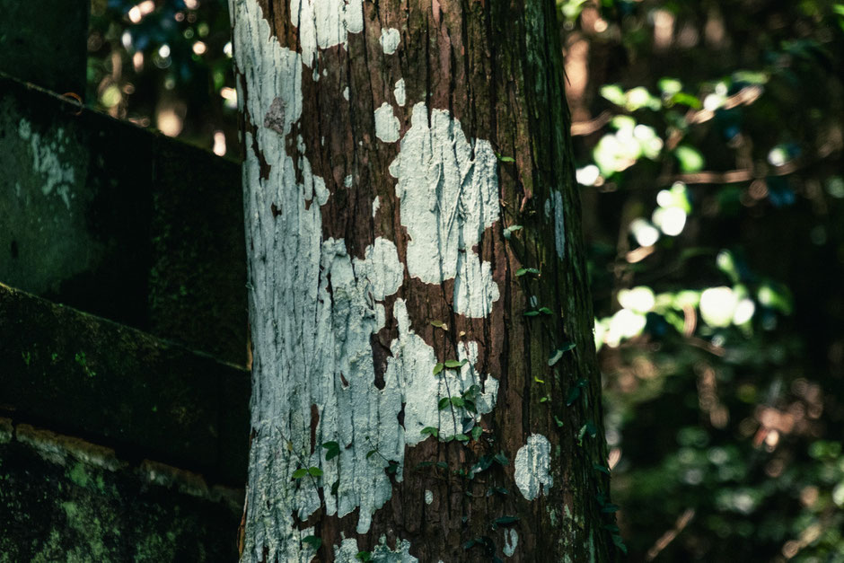 2024年8月8日(木)/国東半島/国東市/両子寺 撮影記録