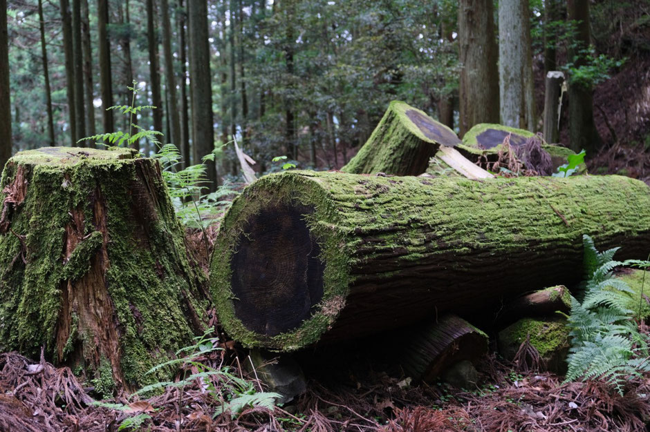 【福岡県の低山登山】梅雨入り直前、6月の求菩提山へ