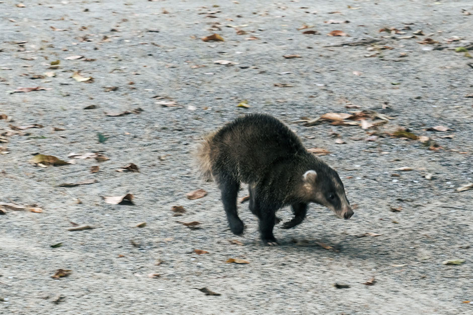 石清水八幡神社(福岡県豊前市)フォトライター夏の歴史カメラ散歩