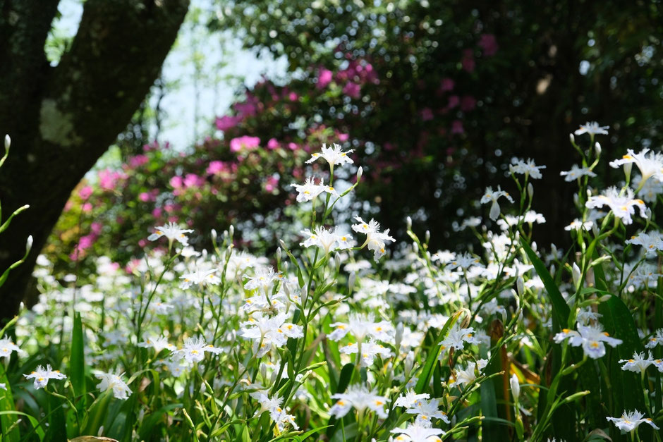 【豊前市】シャガの花を撮りに5月の如法寺へ