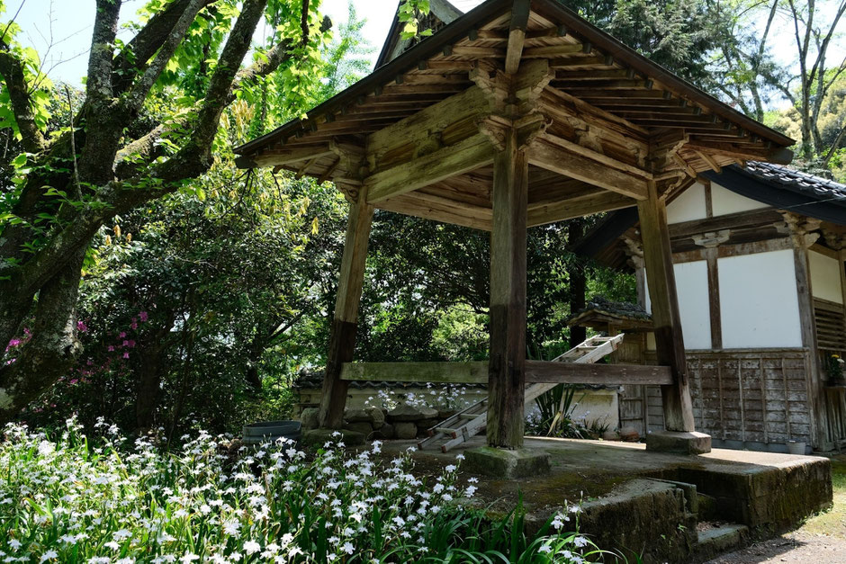 【豊前市】シャガの花を撮りに5月の如法寺へ