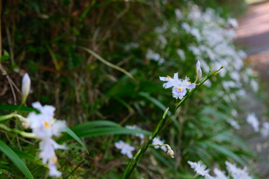 【豊前市】シャガの花を撮りに5月の如法寺へ