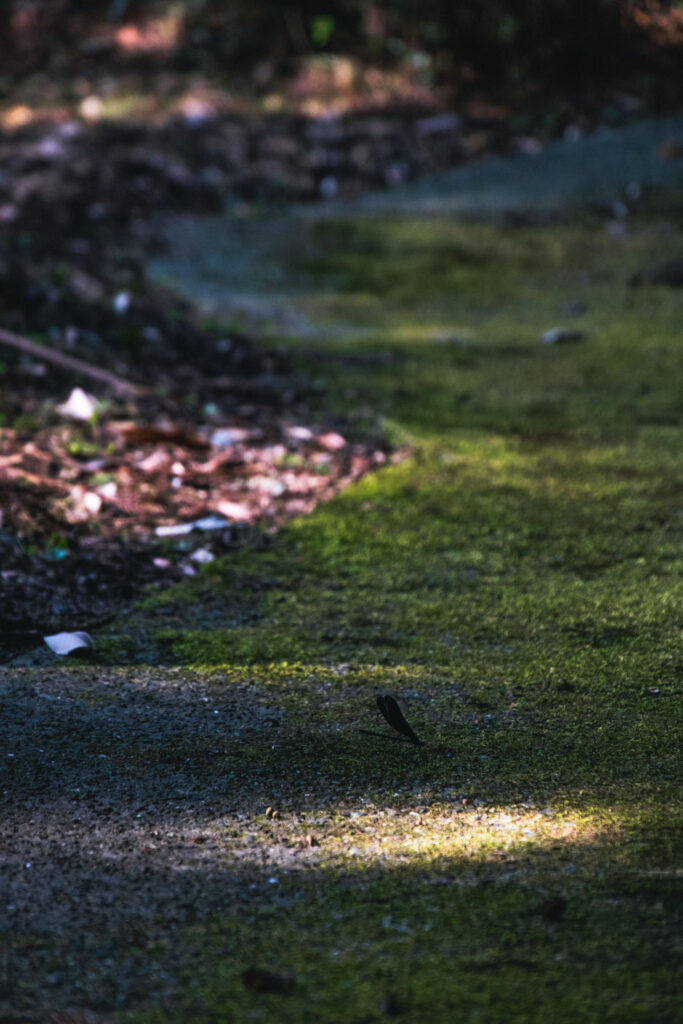 2024年8月15日｜千手観音堂｜豊前市｜撮影記録