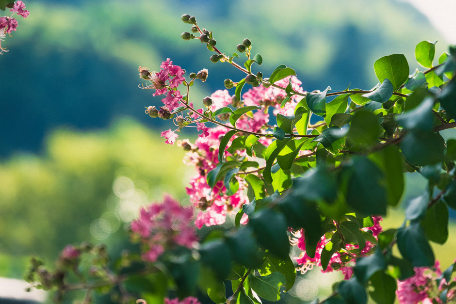 重野岩窟仏（大分県豊後高田市）フォトライター夏の歴史カメラ散歩