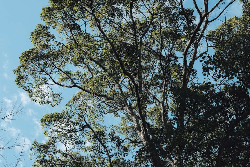 5世紀の大分県で最大の前方後円前期柄鏡式古墳「高倉古墳」、その上に建つ高倉神社へ