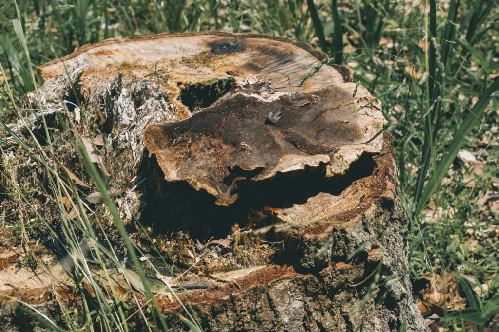 甲塚古墳-みやこ町-を歩く-切り株