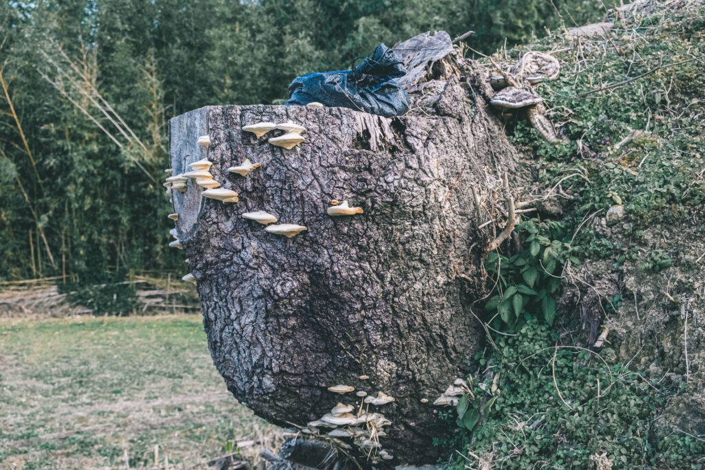 【豊後高田市】 雷鬼(いかずちおに)の岩屋古墳・海神社へ