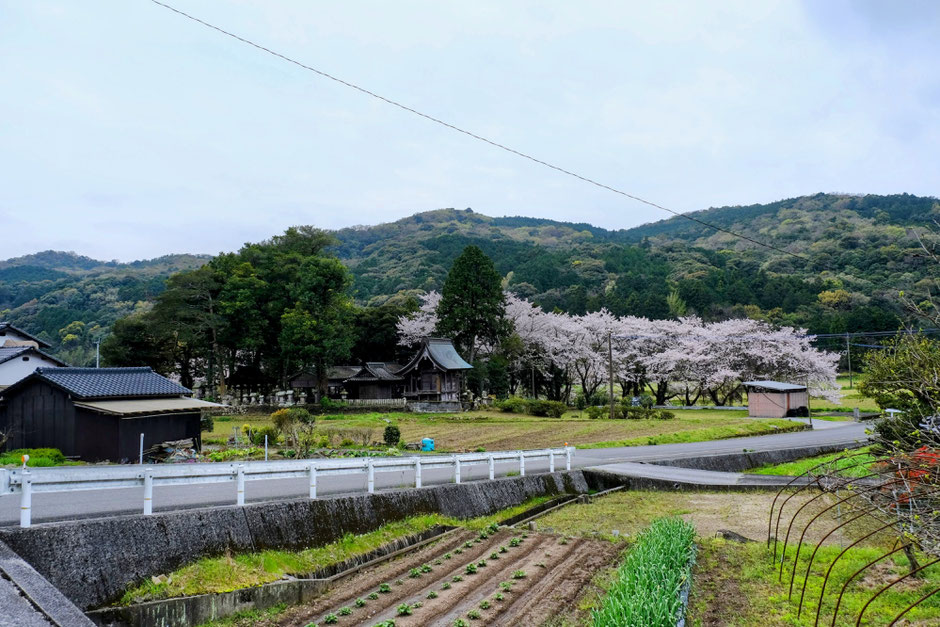 【豊後高田市上香々地】記憶に残る国東半島の神社「日枝神社」