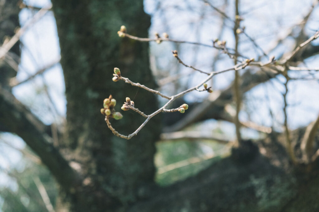 【うきは市浮羽町古川】素盞嗚神社