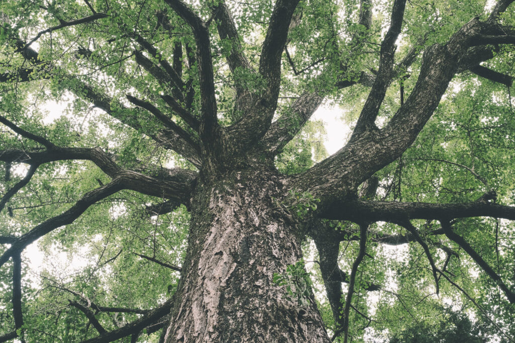 かつて海の中にあった八幡社-豊後高田市-別宮八幡社-御神木 (1)