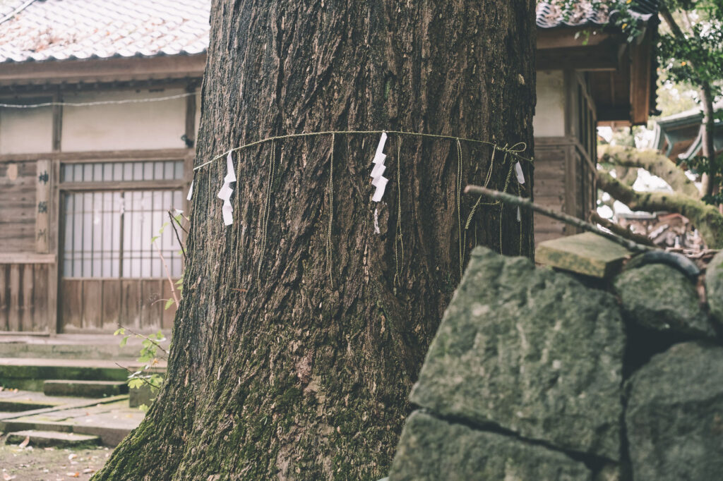 かつて海の中にあった八幡社-豊後高田市-別宮八幡社-御神木