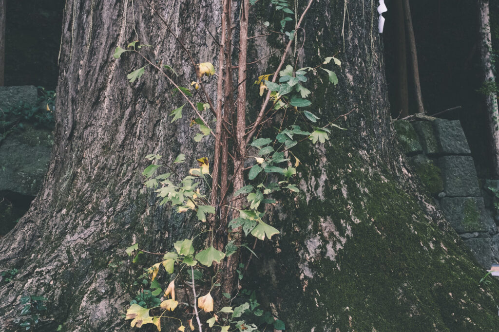 かつて海の中にあった八幡社-豊後高田市-別宮八幡社-神社の格の高さを表す線の数 (1)