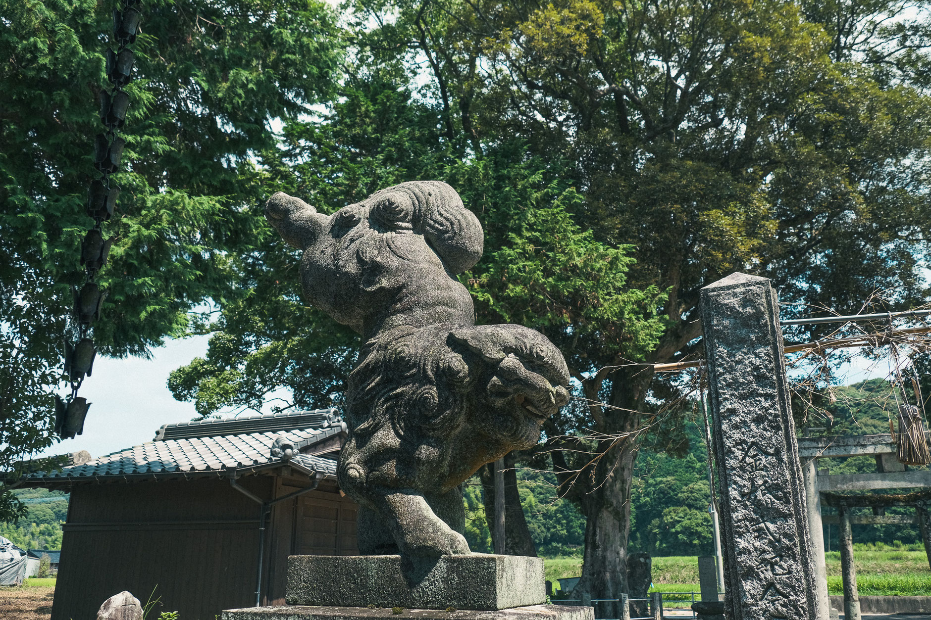 小原正八幡宮-築上町-福岡県-拝殿側から見たイチイガシとクスノキの御神木 (1)