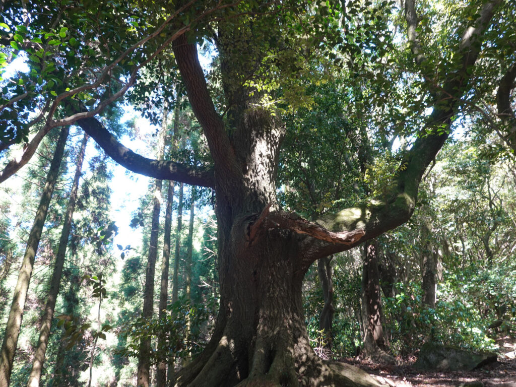 市瀬登山口-北九州市八幡西区-から鷹見神社奥宮参拝コースへ (2)