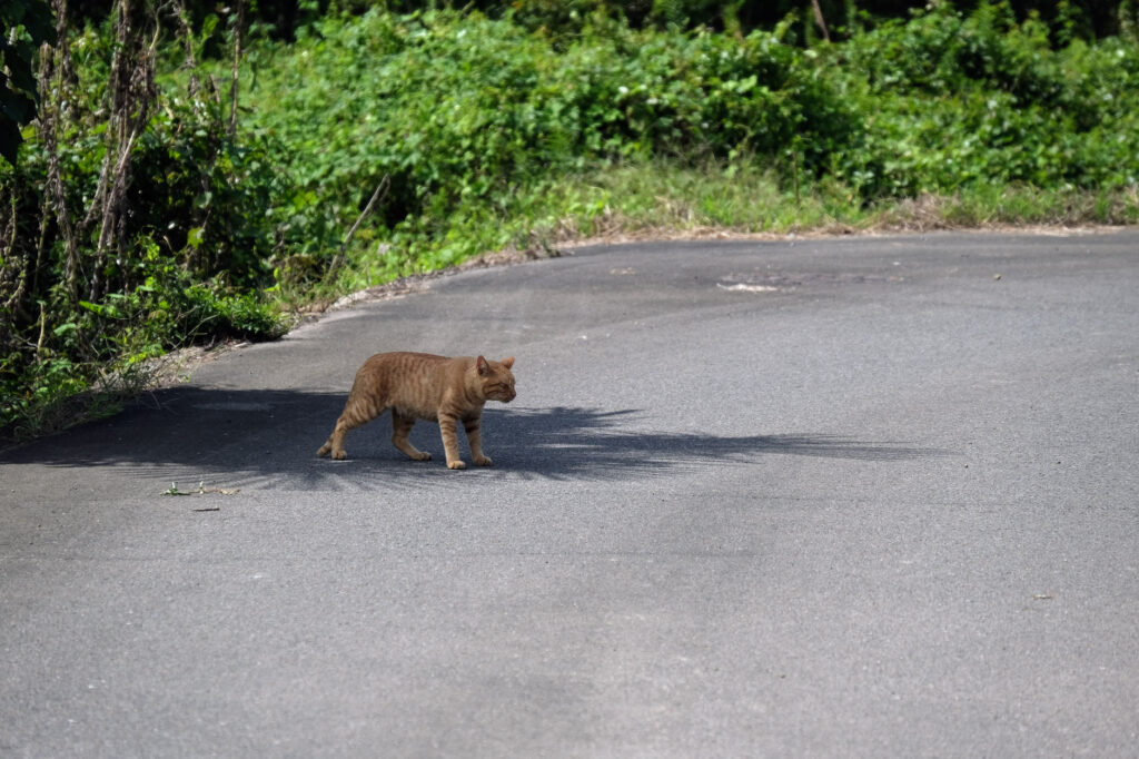 木陰で休憩中だった野良猫