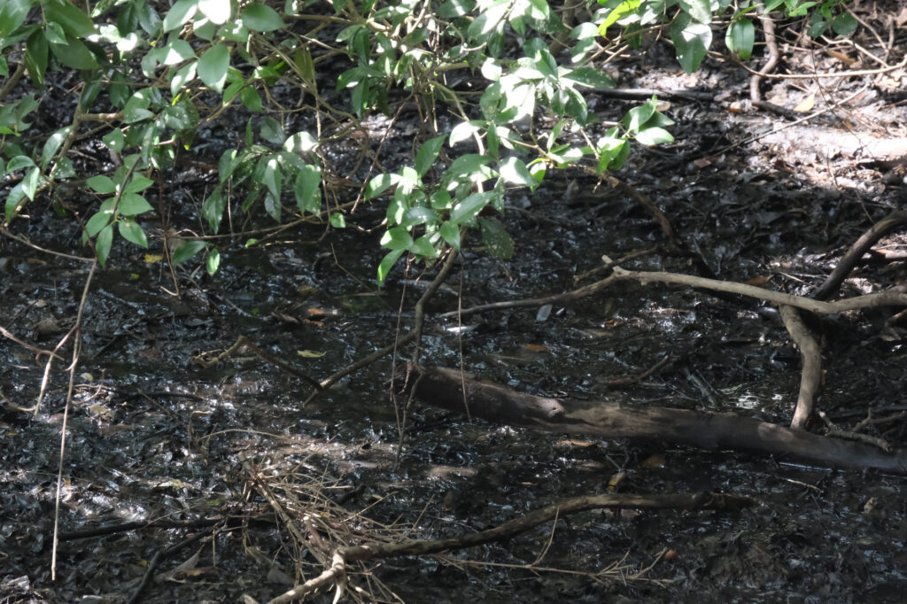 溝にはまだ水がたたえらえれていた