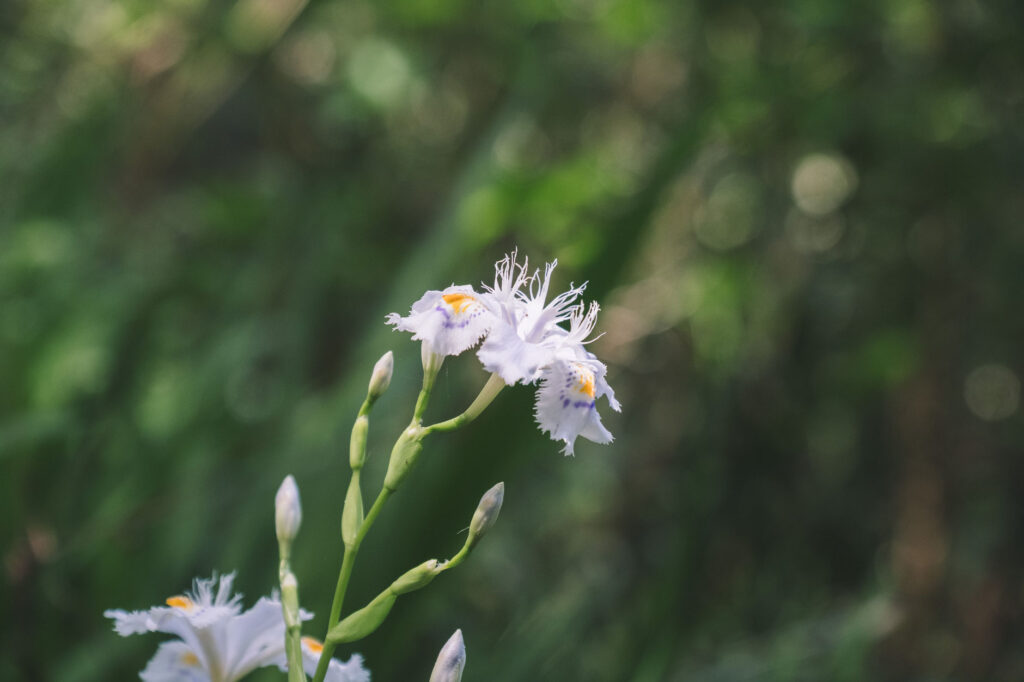 難病平癒の観音様-福岡県みやこ町-胸の観音-シャガの花