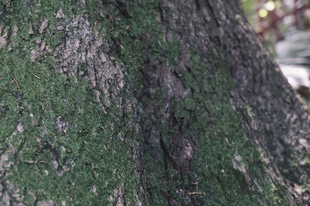 難病平癒の観音様-福岡県みやこ町-胸の観音-大木に苔