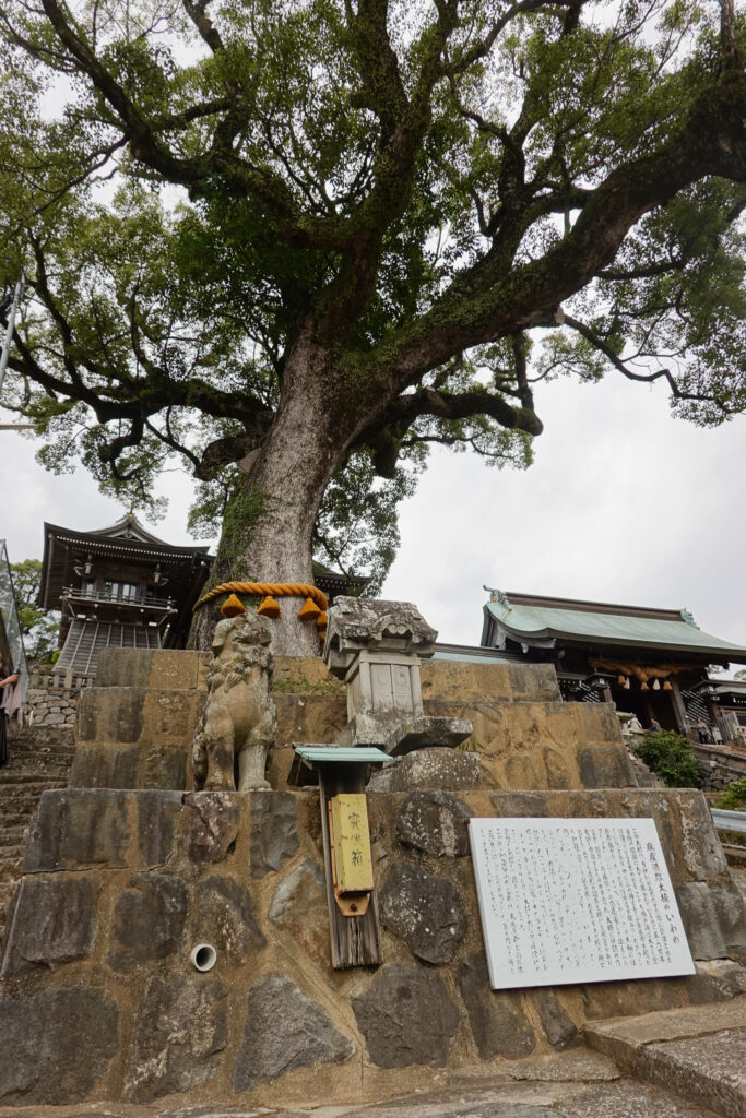 長崎市　諏訪神社　御神木
