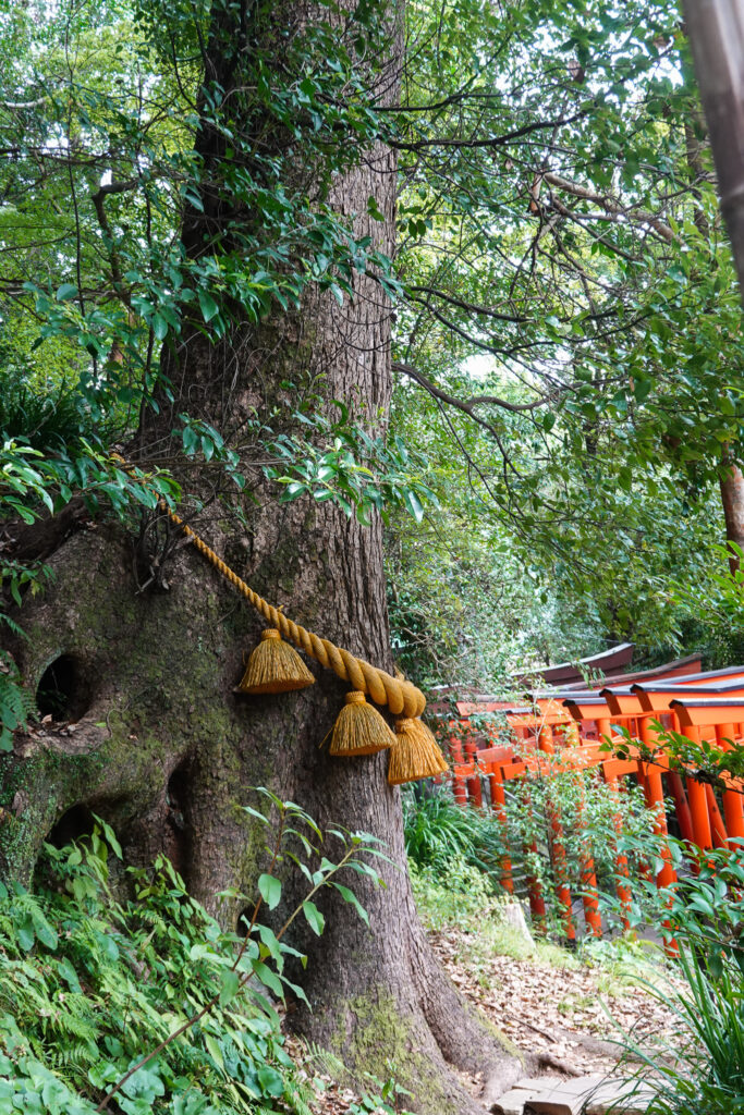 長崎市 諏訪神社 御神木