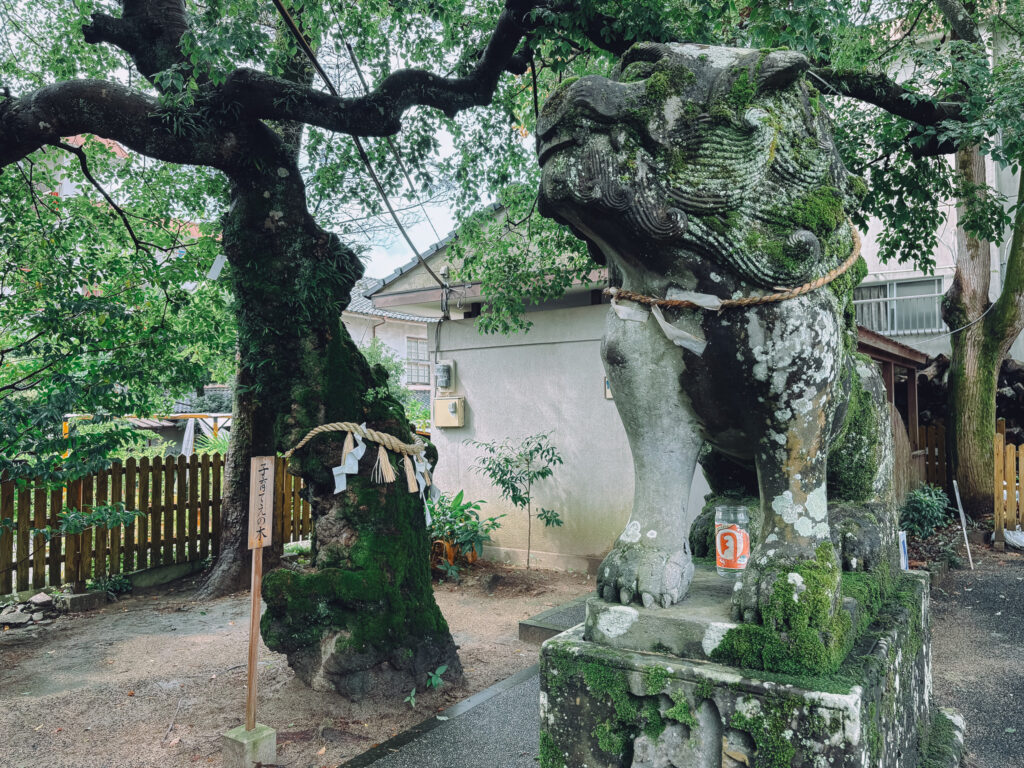 嬉野市 豊玉姫神社 御神木「子育てえの木」