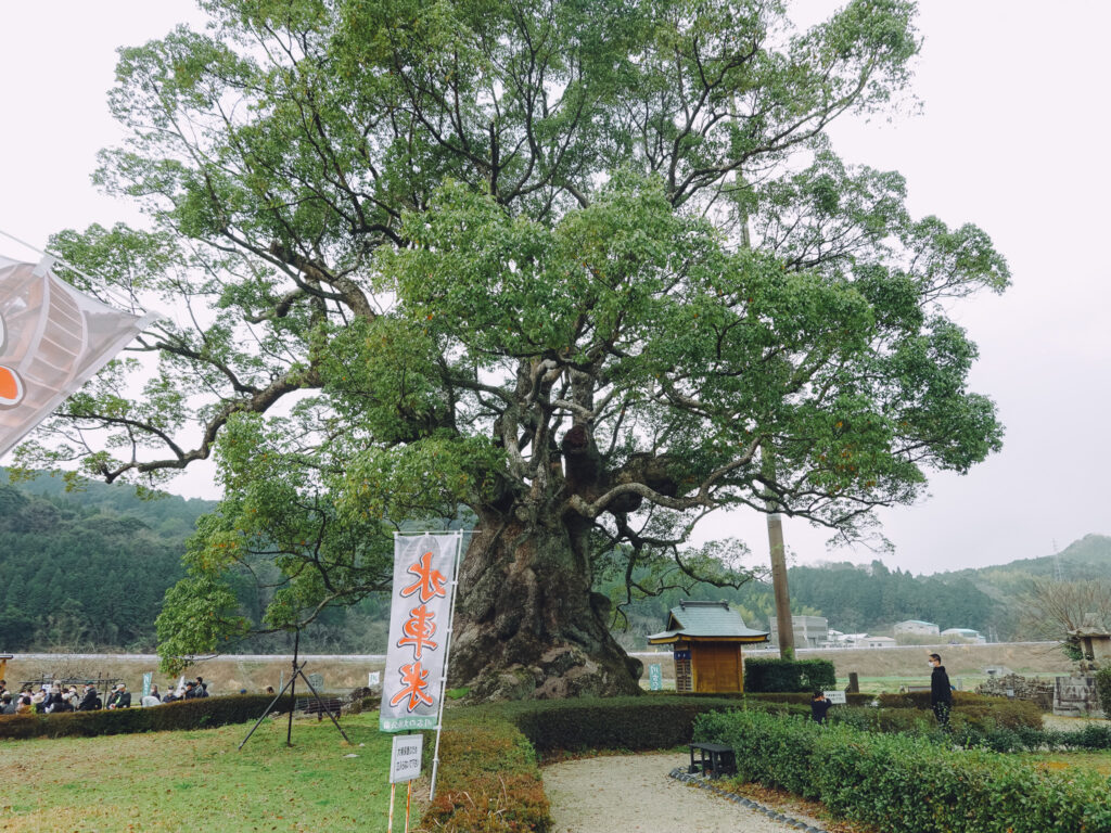 佐賀県武雄市若木町 樹齢3000年以上「川古の大楠(川古のクス)」へ