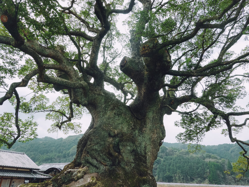 佐賀県武雄市若木町 樹齢3000年以上「川古の大楠(川古のクス)」へ