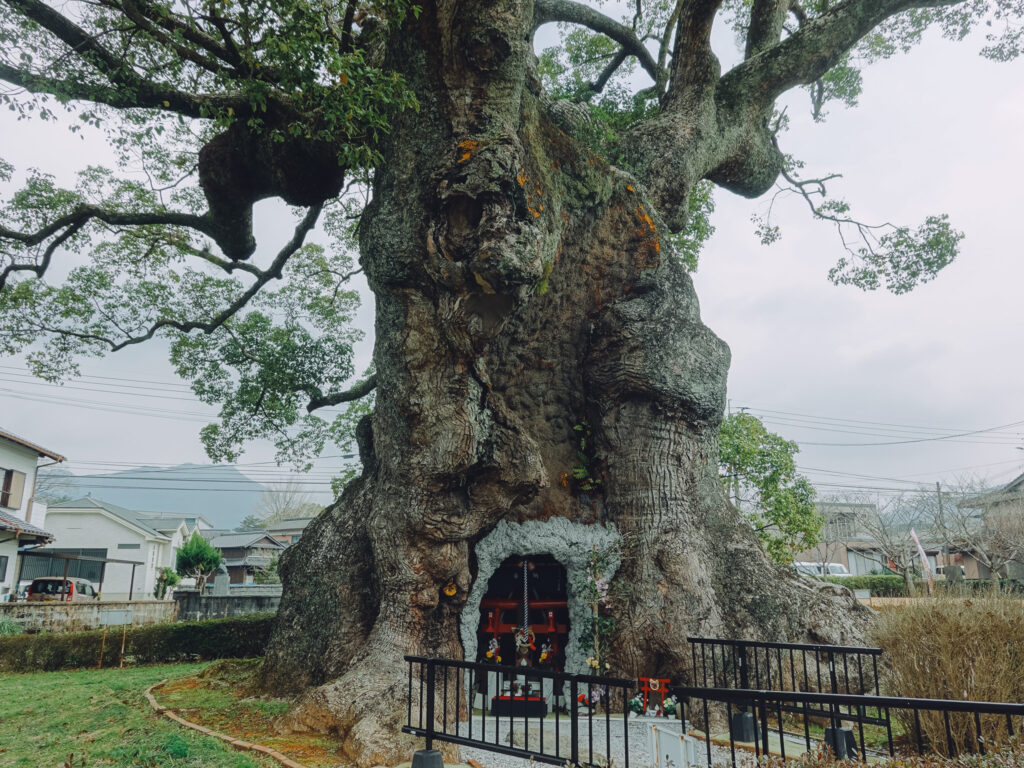 佐賀県武雄市若木町 樹齢3000年以上「川古の大楠(川古のクス)」へ