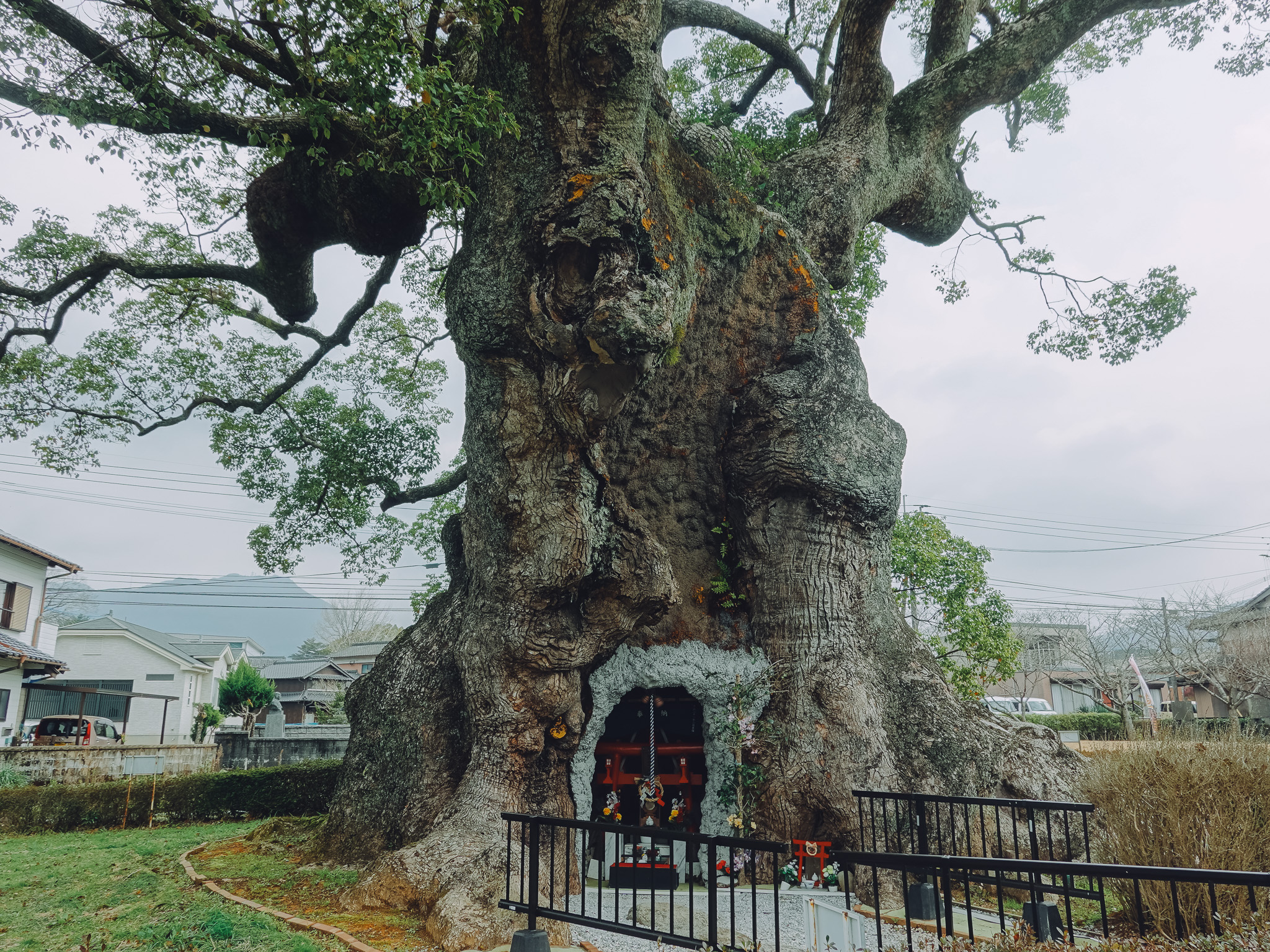 佐賀県武雄市若木町 樹齢3000年以上「川古の大楠（川古のクス）」へ